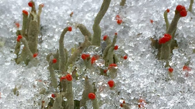 Winterliche Eindrücke aus der Natur wie die Säulenflechte im Schnee gibt es bei der Naturparkführung am 10. Dezember vom Naturpark Sauerland-Rothaargebirge zusammen mit der Naturparkführerin Astrid Bauriedel. // Foto: Astrid Bauriedel / Naturpark Sauerland-Rothaargebirge