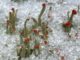 Winterliche Eindrücke aus der Natur wie die Säulenflechte im Schnee gibt es bei der Naturparkführung am 10. Dezember vom Naturpark Sauerland-Rothaargebirge zusammen mit der Naturparkführerin Astrid Bauriedel. // Foto: Astrid Bauriedel / Naturpark Sauerland-Rothaargebirge