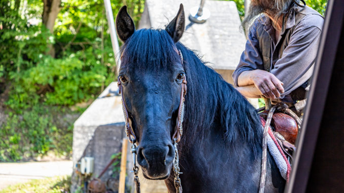 Ohne die verlässlichen und gut ausgebildeten Pferde wären die Karl-May-Festspiele nicht das, was sie heute sind. // Foto: ummet-eck.de, Silke Schön