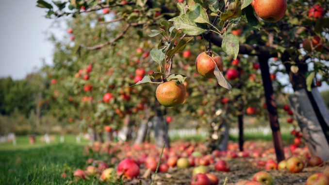 Förderung von Streuobstwiesen im Kreis Unna (Symbolbild). // Foto: pixabay.com