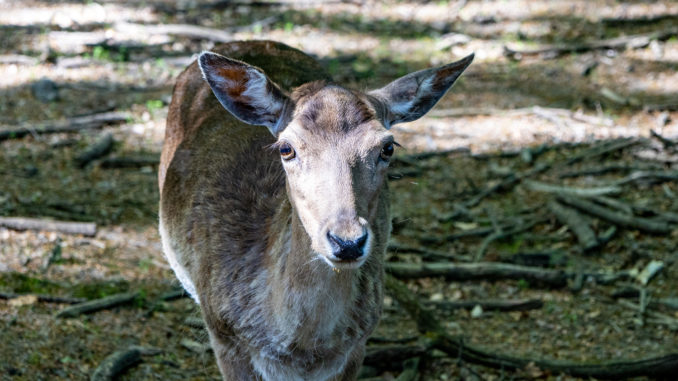 Unterwegs im Wildpark Wiehl. // Foto: ummet-eck.de, Silke Schön