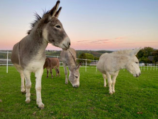 Die Esel Jens, Tommy, Nuck und Maja. // Foto: Bettina Renske